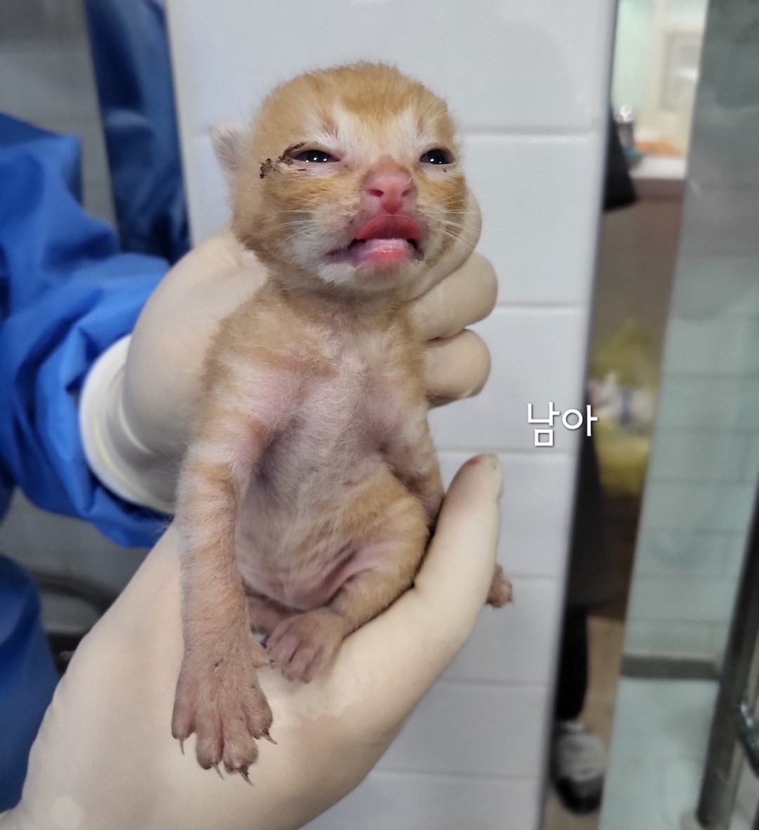 한국 고양이 이미지 파일 입니다.